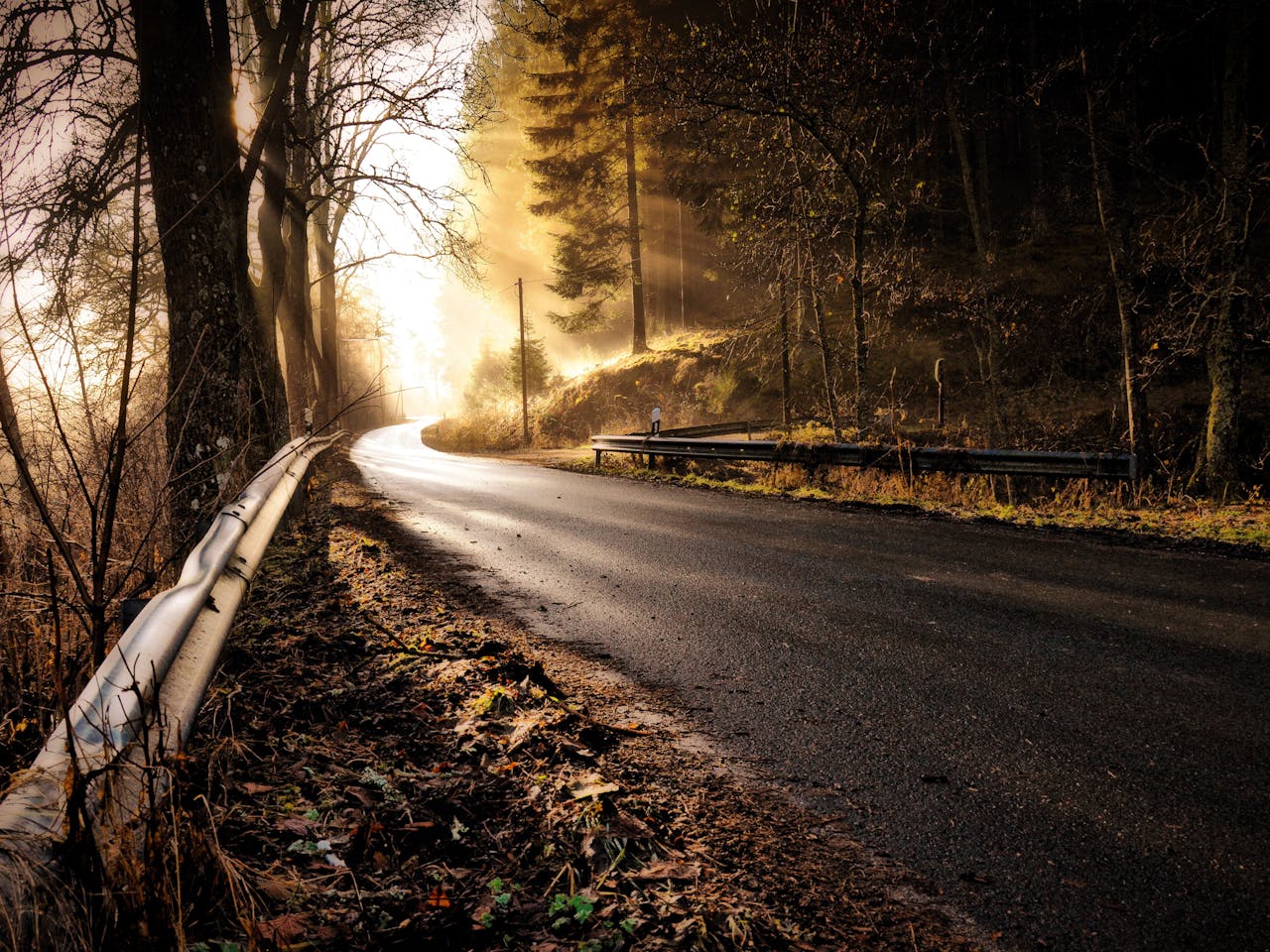 A tranquil forest road with golden sunlight filtering through the trees.