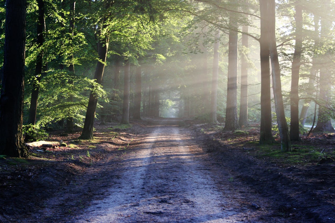 每日随读 Peaceful forest pathway with sunrays filtering through trees, creating a serene atmosphere.
